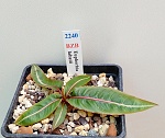 Euphorbia labatii - Madagascar