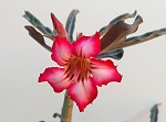 Adenium