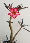 Adenium somalense 'Nova' - Tanzania