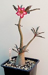 Adenium somalense 'Nova' - Tanzania