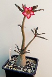 Adenium somalense 'Nova' - Tanzania