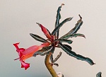 Adenium somalense 'Nova' - Tanzania