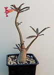 Adenium somalense 'Nova' - Tanzania