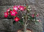 Adenium obesum 'Anouk'