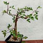 Bursera sp.