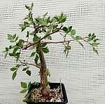 Bursera sp.