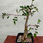 Bursera sp.