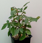 Bursera