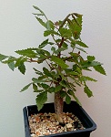 Bursera bicolor