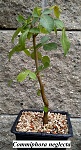 Commiphora neglecta