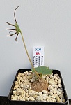 Dorstenia barnimiana var. telekii