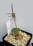 Dorstenia