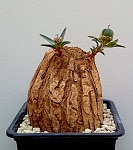 Euphorbia trichadenia