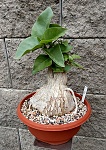 Ficus palmeri