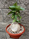 Ficus palmeri