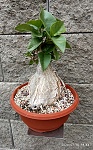 Ficus palmeri