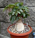 Ficus palmeri - srpen 2017