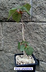 Ficus abutilifolia