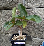 Ficus glumosa