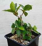 Ficus cordata