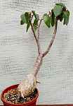 Ficus petiolaris 2