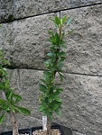 Fouquieria formosa - Lago de Chapala, Mexico