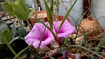 Ipomoea