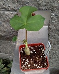 Jatropha berlandieri × Jatropha podagrica