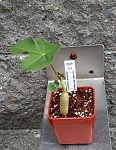 Jatropha berlandieri × Jatropha podagrica