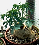 Jatropha berlandieri