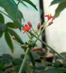 Jatropha berlandieri