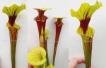 Sarracenia